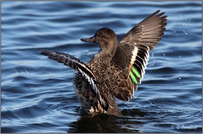 Green Wing Teal Female