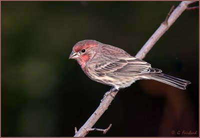 House Finch