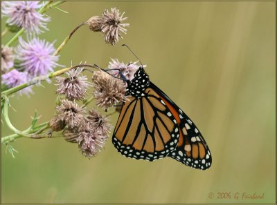 Monarch from Fletcher Wildlife Gardens