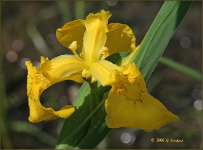 yellow-iris.jpg