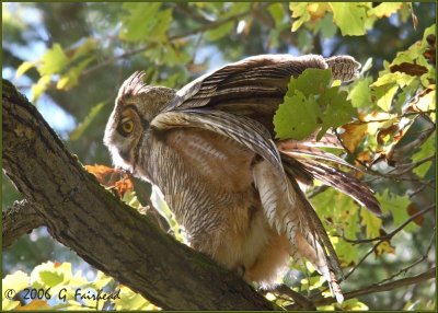 Ruffled Great Horned Owl