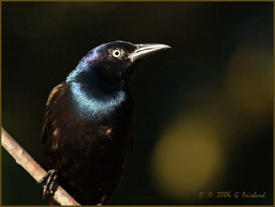 Grackle out of the Darkness