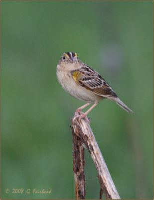 The Mighty Grasshopeer Sparrow..5 inches:-)