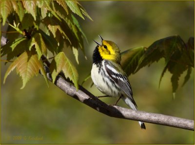 Black Throated Green Warbler in Song