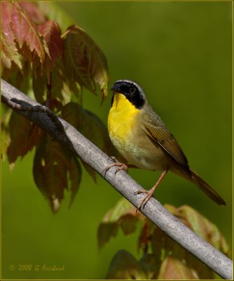 Common Yellow Throat on Green