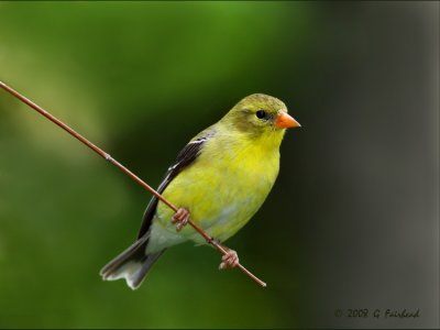 American Goldfinch Female