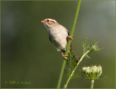 Clay Colored Sparrow