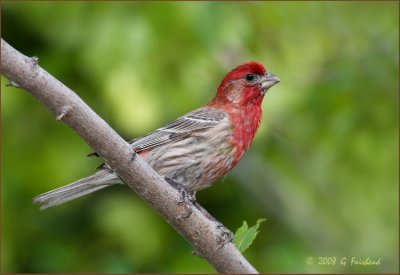 Male House Finch