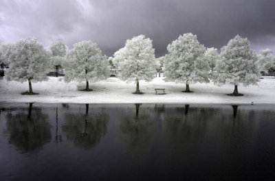 five trees