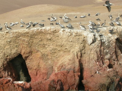 Pelicans
