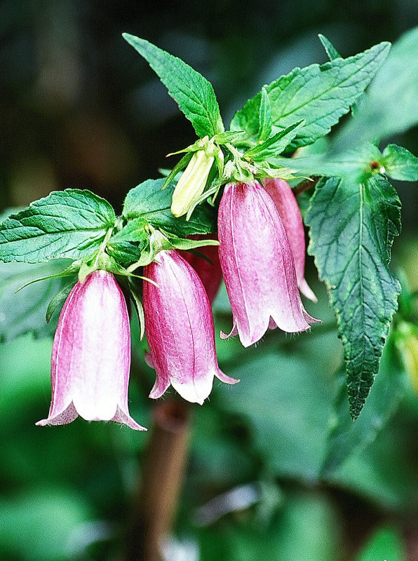Bell flowers