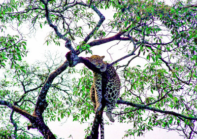 A Leopard napping on a tree.