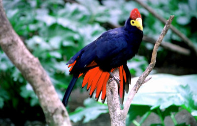 A Unique coloured bird