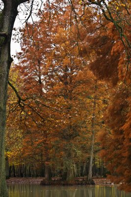 l'automne de Rambouillet