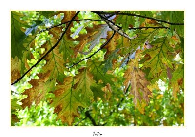 rideau de feuille
