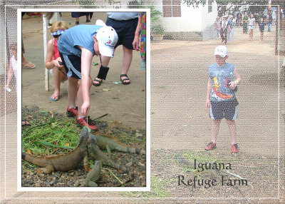 The Iguana Farm