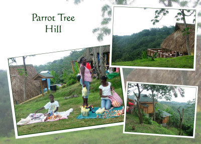 Parrot Tree Hill