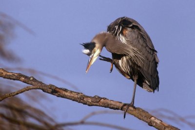 Great Blue Heron