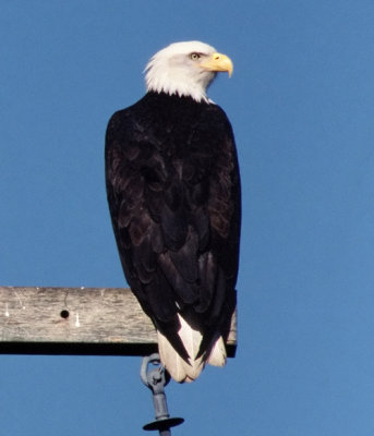 Bald Eagle