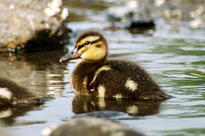 Mallard Chick