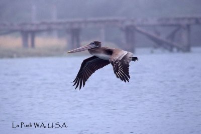 Brown Pelican