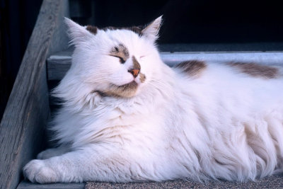 Fritz - The Cinema Cat-  Salt Spring Island