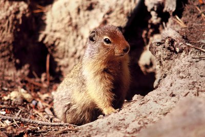 Ground Squirrel