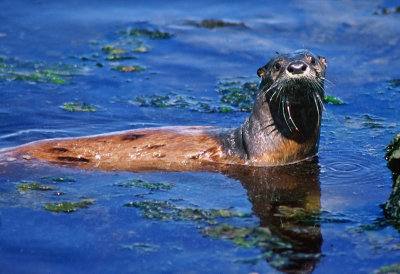 River Otter