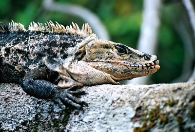 Iguana - Costa Rica