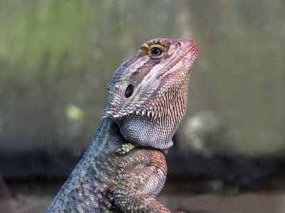 Bearded Lizard