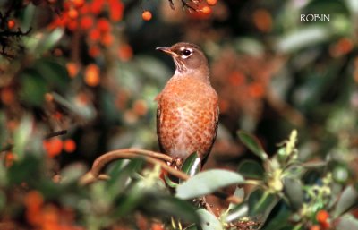 American Robin