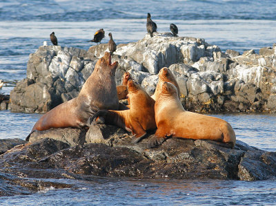 Sea  lions