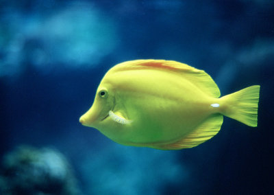 Yellow  Fish