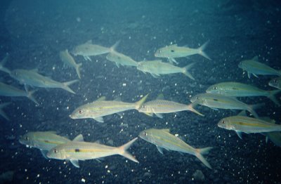 School of Fish -  Honolua Bay