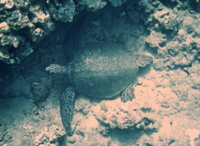 Sea Turtle Resting - Honolua Bay