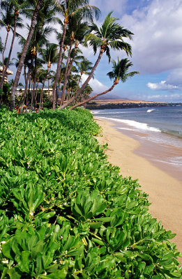  Kaanapali  Beach Area