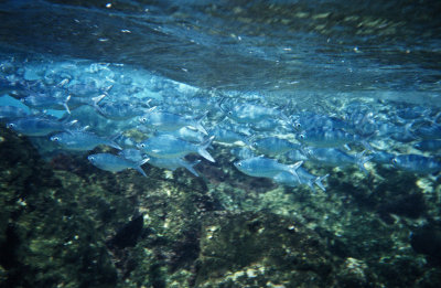  Honolua Bay