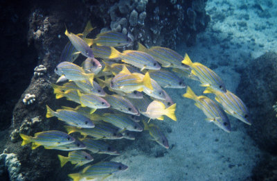 Snorkeling  Honolua Bay