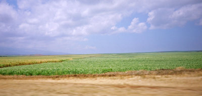 Sugarcane Field