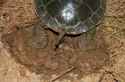 Painted Turtle Laying Eggs