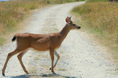 Deer - Ruckle Provincial Park
