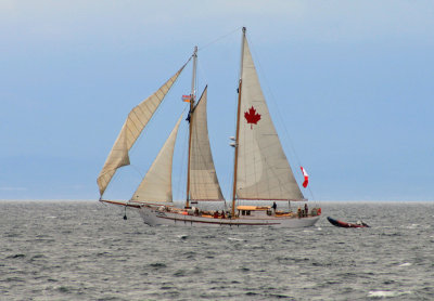 Maple Leaf Approaches Victoria