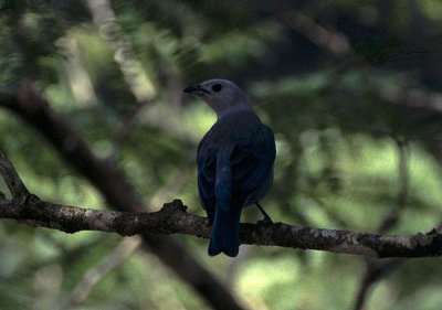 blue-gray tanager, Rancho Grande