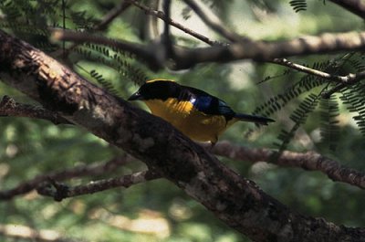 blue-winged mountain-tanager, Rancho Grande