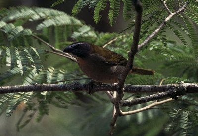 buff-throated saltator, Rancho Grande