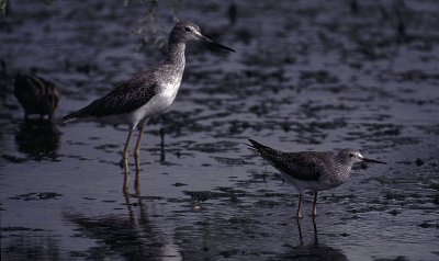 greater and lesser yellowlegs