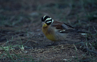 goldenbreasted bunting