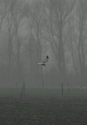 pallid harrier / steppekiekendief, Middelburg