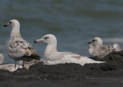 glaucous gull / grote burgemeester, Westkapelle