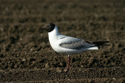 black-headed gull / kokmeeuw, Serooskerke